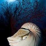 Fotoshow: Nautilus - Bild 3