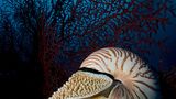 Fotoshow: Nautilus - Bild 3