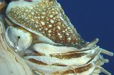 Fotoshow: Nautilus - Bild 4