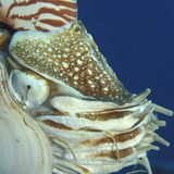 Fotoshow: Nautilus - Bild 4
