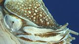 Fotoshow: Nautilus - Bild 4
