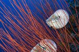 Fotoshow: Nautilus - Bild 5