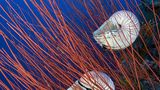 Fotoshow: Nautilus - Bild 5