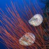 Fotoshow: Nautilus - Bild 5