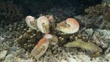 Fotoshow: Nautilus - Bild 6