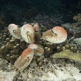 Fotoshow: Nautilus - Bild 6