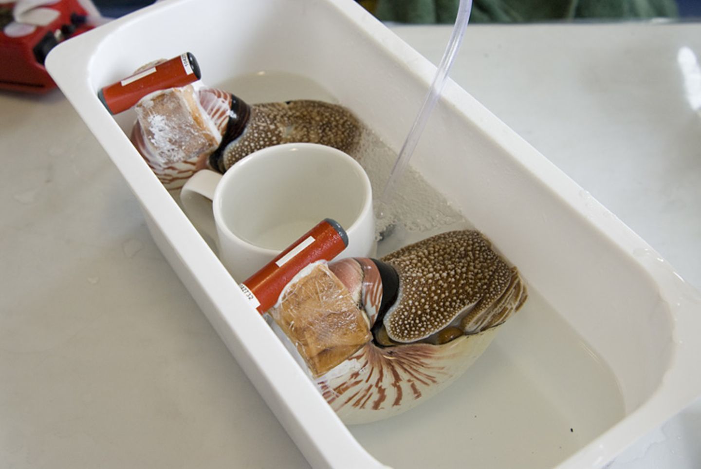 Fotoshow: Nautilus - Bild 8