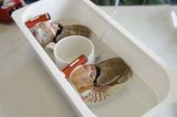 Fotoshow: Nautilus - Bild 8