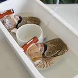 Fotoshow: Nautilus - Bild 8