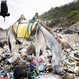 Foto-Show: Leben ohne Mief und Müll - Bild 2