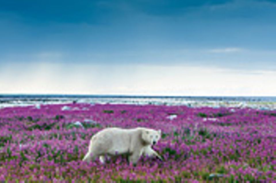 Fotogalerie: Fotogalerie: Arktis und Antarktis