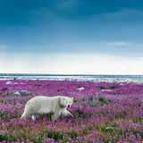 Fotogalerie: Fotogalerie: Arktis und Antarktis