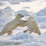 Fotogalerie: Fotogalerie: Arktis und Antarktis - Bild 2