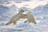 Fotogalerie: Fotogalerie: Arktis und Antarktis - Bild 2