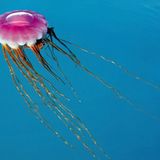 Fotogalerie: Fotogalerie: Arktis und Antarktis - Bild 4