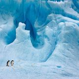 Fotogalerie: Fotogalerie: Arktis und Antarktis - Bild 5