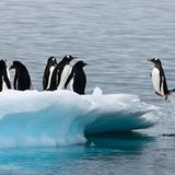 Fotogalerie: Fotogalerie: Arktis und Antarktis - Bild 6