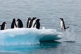 Fotogalerie: Fotogalerie: Arktis und Antarktis - Bild 6