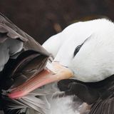 Fotogalerie: Fotogalerie: Arktis und Antarktis - Bild 9