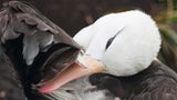 Fotogalerie: Fotogalerie: Arktis und Antarktis - Bild 9
