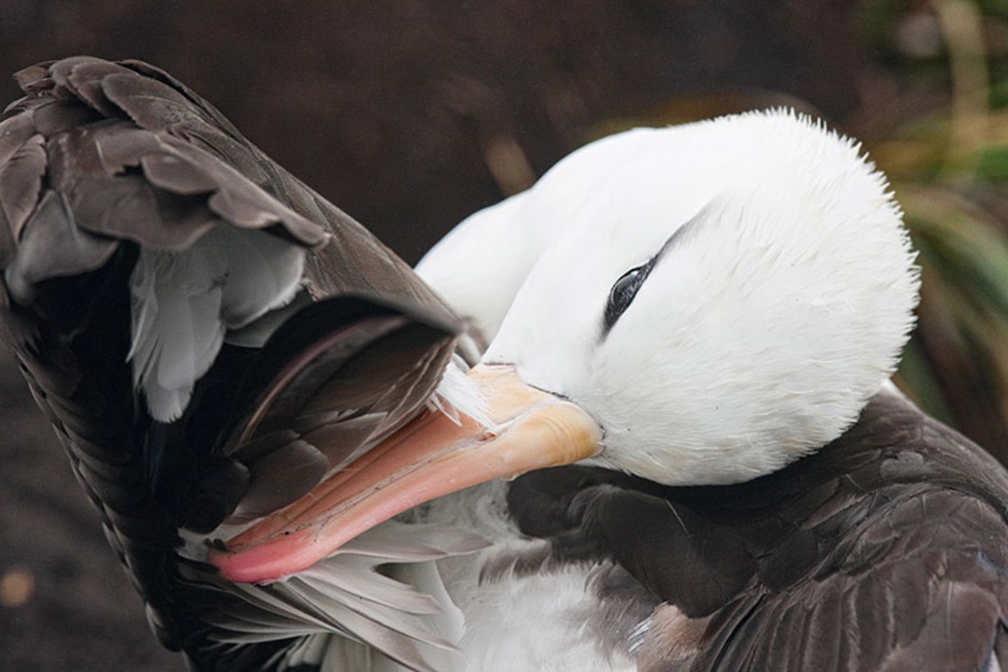 Fotogalerie: Fotogalerie: Arktis und Antarktis - Bild 9