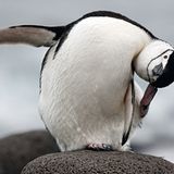 Fotogalerie: Fotogalerie: Arktis und Antarktis - Bild 10