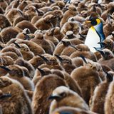 Fotogalerie: Fotogalerie: Arktis und Antarktis - Bild 11