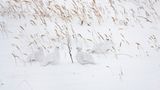 Fotogalerie: Fotogalerie: Arktis und Antarktis - Bild 12