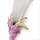 Fotogalerie: Preis für Wissenschafts-Fotografie - Bild 4