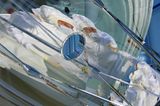 Fotogalerie: Preis für Wissenschafts-Fotografie - Bild 11