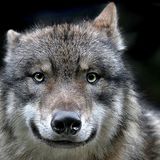 Leserfoto des Tages - November 2009 - Bild 10