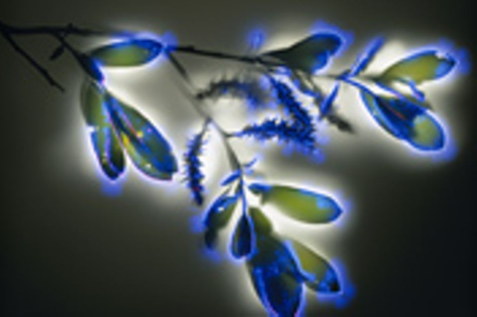 Fotogalerie: Leuchtende Pflanzen