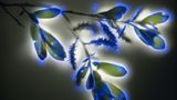 Weide (Salix lasiolepis)