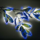 Weide (Salix lasiolepis)