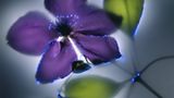 Bergwaldrebe (Clematis montana)