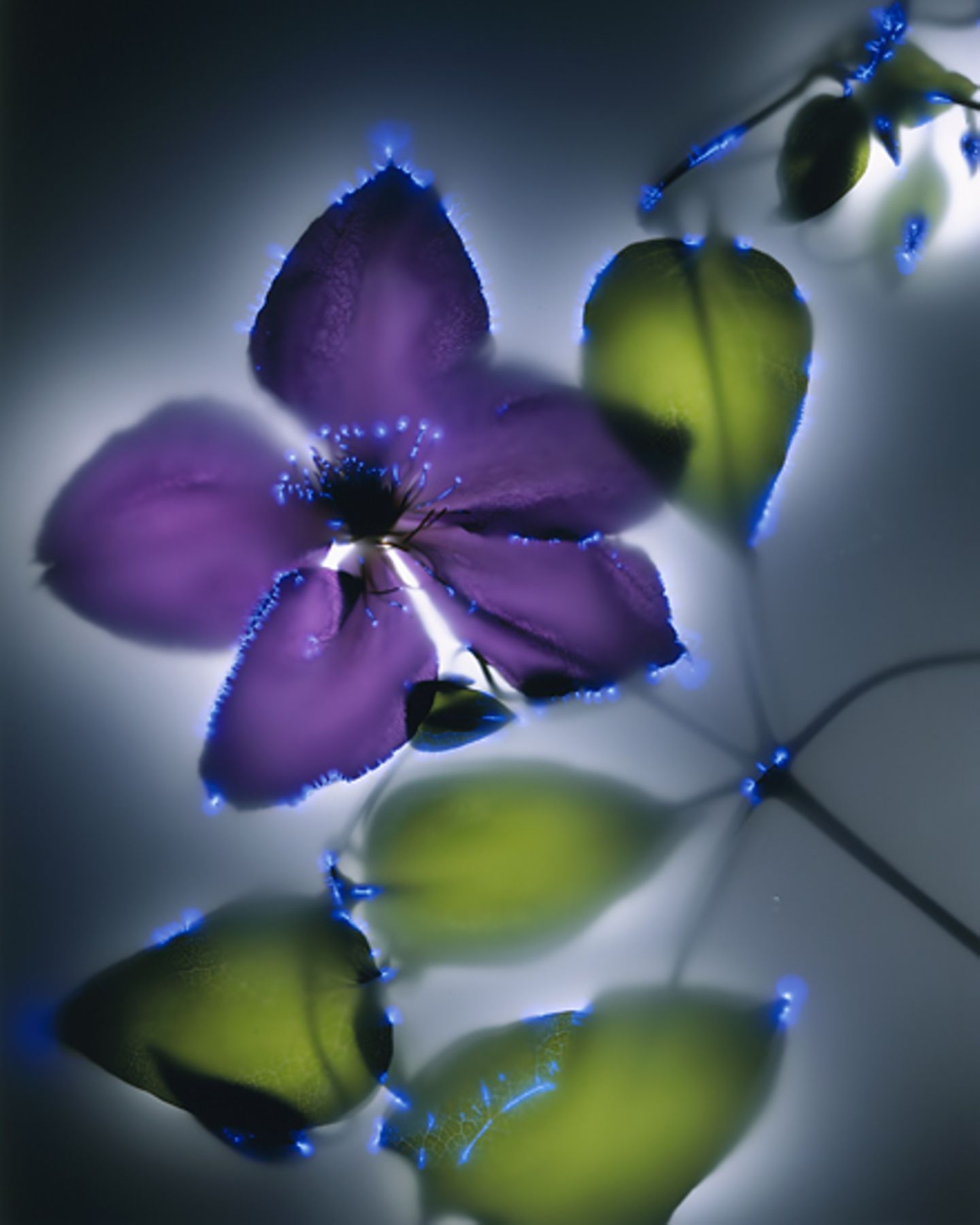Fotogalerie: Leuchtende Pflanzen - Bild 2