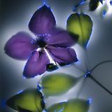 Bergwaldrebe (Clematis montana)