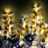 Strauchlupine (Lupinus arboreus)