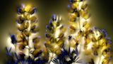 Strauchlupine (Lupinus arboreus)