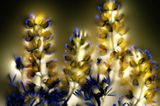 Fotogalerie: Leuchtende Pflanzen - Bild 3