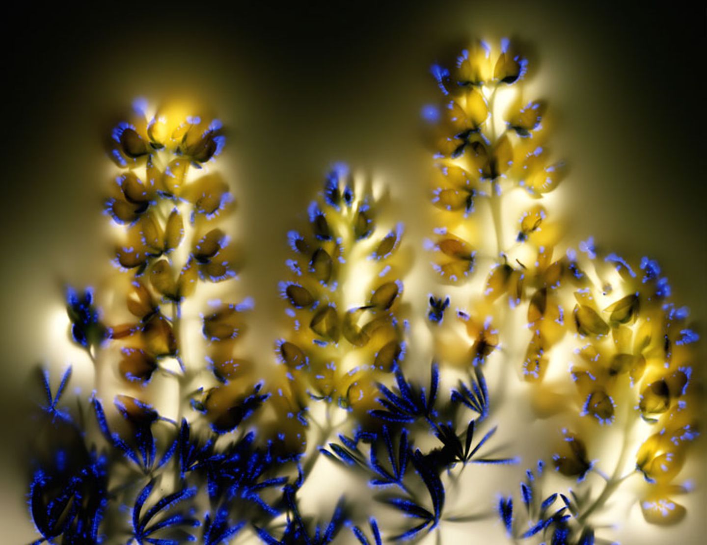 Fotogalerie: Leuchtende Pflanzen - Bild 3