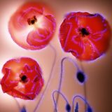 Island-Mohn (Papaver nudicaule)