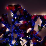 Petunie (Petunia hybrida)