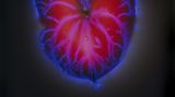 Flamingoblume (Anthurie)