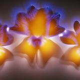 Himmelsblume (Thunbergia gregorii)