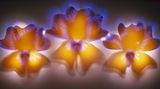 Himmelsblume (Thunbergia gregorii)