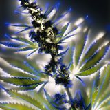 Wilder Hanf (Cannabis sativa)