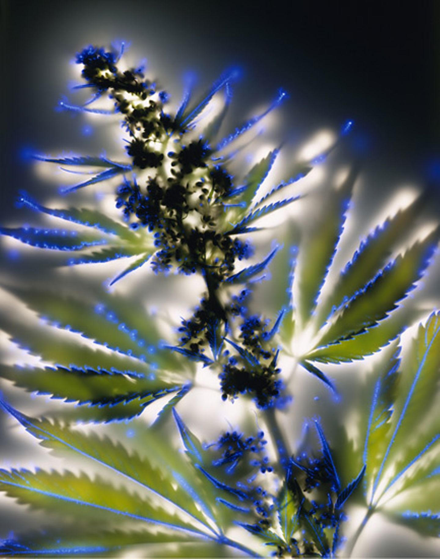 Fotogalerie: Leuchtende Pflanzen - Bild 9