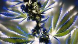 Wilder Hanf (Cannabis sativa)