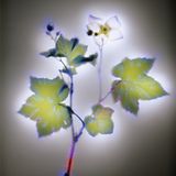 Weiße Zimthimbeere (Rubus parviflorus)